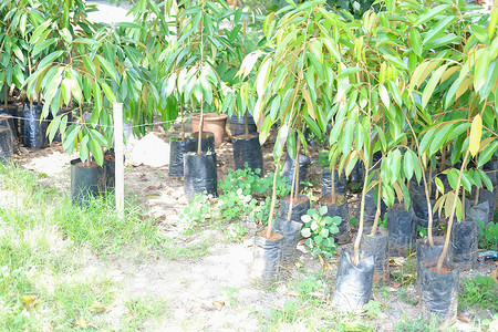 榴莲树生长在果园农场