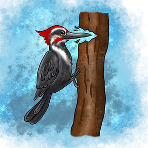 矢啄木鸟摄影照片_一只啄木鸟在一个孤立的背景上啄食一棵树的树皮。