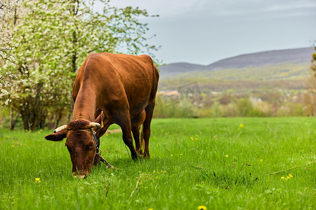 孤独的红牛在绿草上吃草
