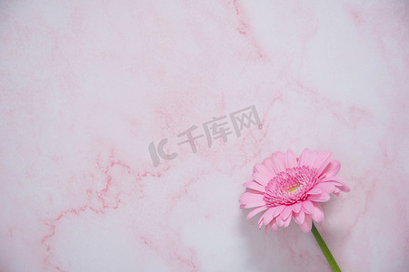 粉红色大理石背景上的一朵粉红色非洲菊花，带文字空间
