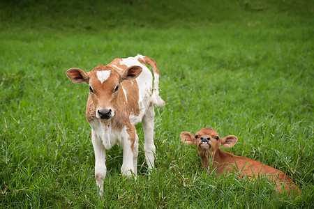 牛摄影照片_哥斯达黎加小牛
