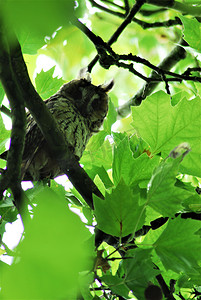 黄褐色的猫头鹰坐在梧桐树的叶子上