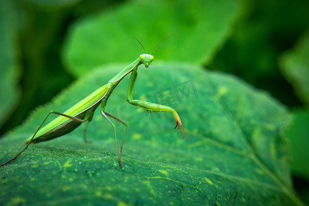 绿色大叶子摄影照片_站立在一片大叶子的绿色螳螂昆虫