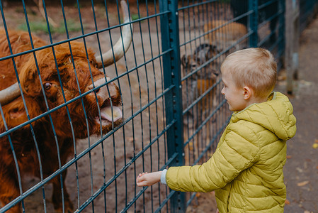 牛摄影照片_孩子们在农场照顾和喂牛的户外肖像。