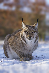 淘宝天猫母婴摄影照片_1 英俊的天猫座在多雪的冬天森林里