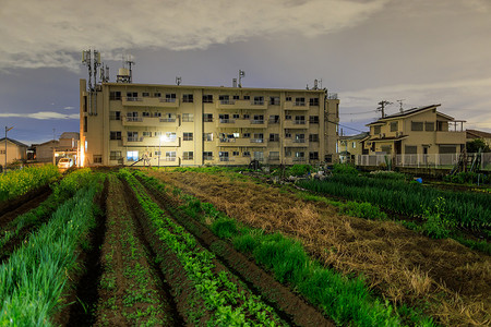 都市农业摄影照片_夜间公寓楼旁小农场田里的一排排绿色蔬菜