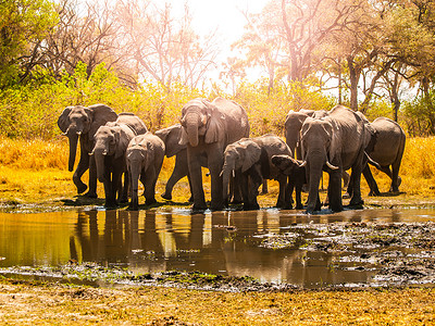 一群非洲大象在水坑。