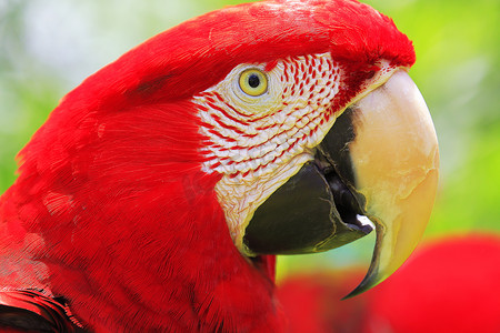 巴西潘塔纳尔湿地自然中的红鹦鹉金刚鹦鹉热带鸟