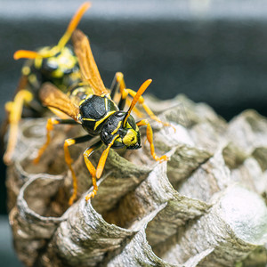 黄蜂巢的宏观特写，黄蜂坐着保护巢穴