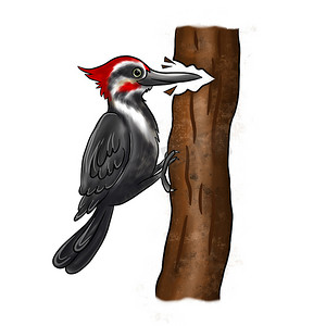 一只啄木鸟在一个孤立的背景上啄食一棵树的树皮。