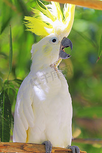 潘塔纳尔摄影照片_在自然的黄色和白色鹦鹉金刚鹦鹉热带鸟，潘塔纳尔沼泽地，巴西