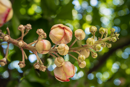 炮弹花摄影照片_炮弹花或 Sal 花 (Couroupita guianensis) 在