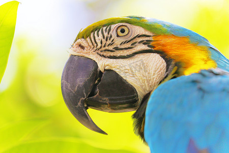 巴西潘塔纳尔湿地大自然中的蓝黄鹦鹉金刚鹦鹉热带鸟