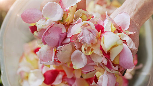 为香水、油、茶而收获的五颜六色的玫瑰花瓣。