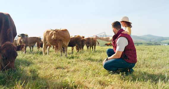 农场、家庭和牛与女孩、母亲和父亲在田野上行走以进行农业或可持续农业。