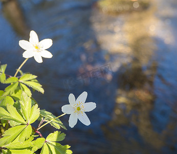 关闭美丽的白木海葵花，海葵 nemorosa，选择性地聚焦在森林溪的离焦岸边。