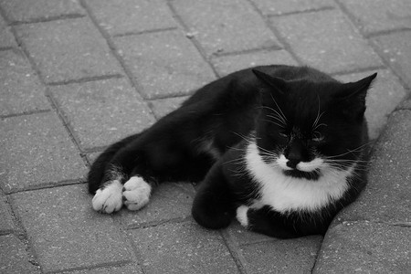 躺在瓷砖上的黑白街头猫。