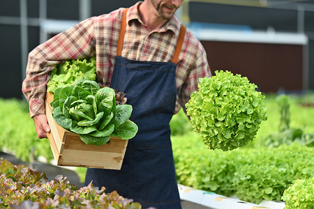 一位农民拿着装满新鲜有机蔬菜的木箱站在温室种植园里的照片