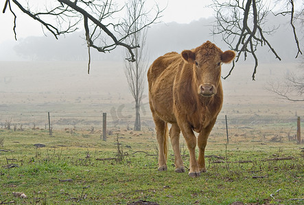 牛摄影照片_雾中的牛