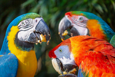 鹦鹉吃，金刚鹦鹉在大自然中的热带鸟类，巴西潘塔纳尔