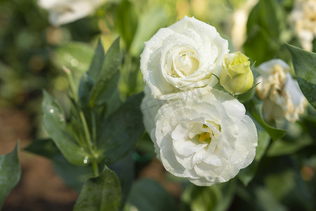 藤本植物摄影照片_盛开的白色洋桔梗，花园里的桔梗花