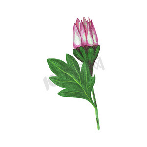 手绘红菊花与绿叶隔离在白色背景。
