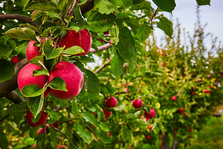 长排的苹果园树，重点是树枝上的鲜红苹果群