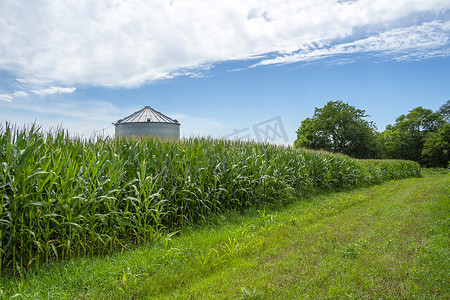 美国中西部年轻玉米的绿色田野景观