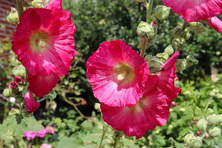 清新明亮的背景摄影照片_粉红色的花朵 Stockroses 在绿色清新的背景中特写