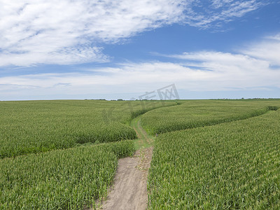 中西部地区摄影照片_美国中西部年轻玉米的绿色田野景观