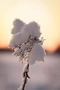 花在冬天覆盖了大雪和日落时间