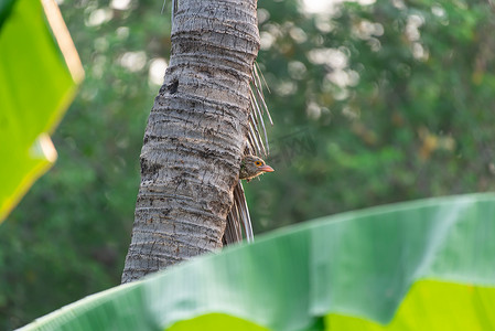 线状摄影照片_自然野外树上的鸟（线状巴贝）