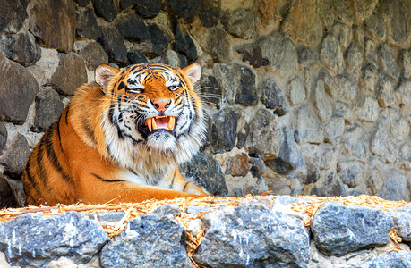 一只野生老虎的画像靠在石墙上，咧着嘴咧着嘴笑。