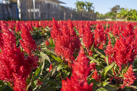 在有晨光的花园里，有选择地聚焦红色鸡冠花的特写镜头。