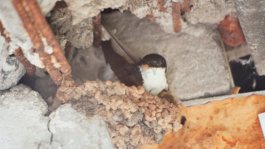 一只燕子在公寓楼的阳台上筑巢。