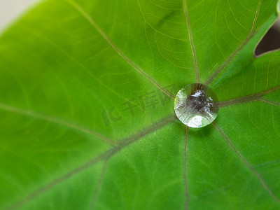 芋叶上的水滴