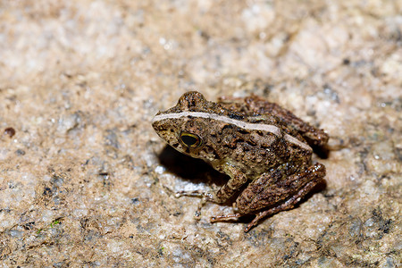 美丽的小青蛙 Boophis 马达加斯加野生动物