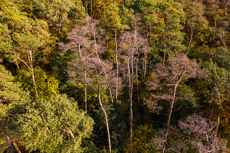 林区摄影照片_德国混交林中个别病死树的林区鸟瞰图