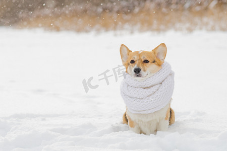 雪地摄影照片_一只戴着白色围巾的可爱柯基犬的肖像在寒冷的早晨行走。寒冷的雪地。冬天森林里一只小狗的肖像。