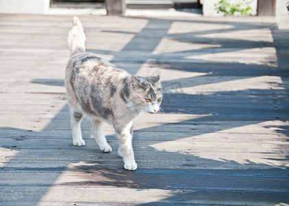 白棕猫走