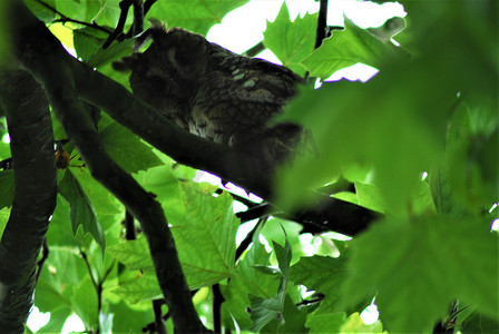 梧桐树叶子摄影照片_黄褐色的猫头鹰坐在梧桐树的叶子上