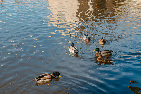 公园湖上的鸭子。