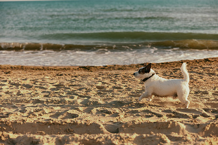 在阳光下奔跑摄影照片_夏天，一只可爱、聪明的小狗在明媚的阳光下沿着海滩奔跑