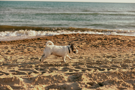夏天，一只可爱、聪明的小狗在明媚的阳光下沿着海滩奔跑
