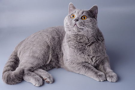 灰色背景中美丽而惊讶的年轻英国猫
