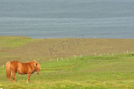 冰岛背景中大田海中一匹马的美丽景色