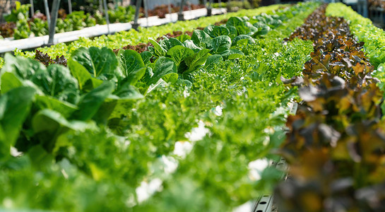 小蔬菜摄影照片_种植绿色生菜或有机沙拉蔬菜 在温室中使用水培系统，通过使用小管道控制水和肥料 无土壤种植，数字智能农场