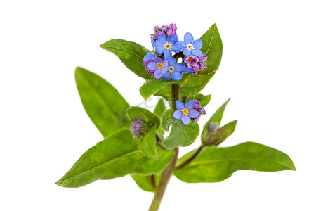 白色背景上的蓝色勿忘我 myosotis 花 Png 透明文件