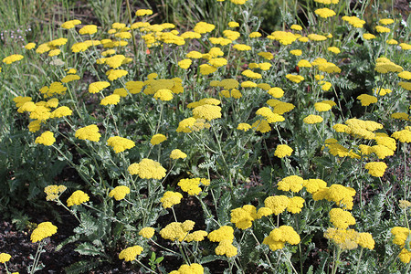 黄色西洋摄影照片_花园里的蕨叶西洋蓍草