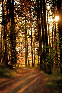 彩绘森林摄影照片_阳光柔和的秋季彩绘森林